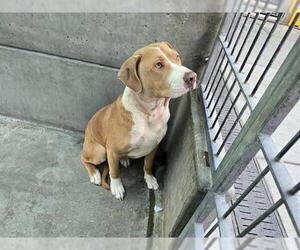 American Pit Bull Terrier-Unknown Mix Dogs for adoption in Pasadena, CA, USA