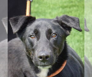 German Shepherd Dog-Unknown Mix Dogs for adoption in Huntley, IL, USA