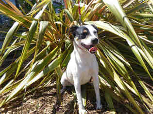 Rat Terrier Dogs for adoption in McKinleyville, CA, USA