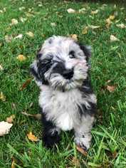 Aussiedoodle Miniature  Dogs for adoption in Glen Haven, WI, USA