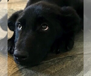 Labrador Retriever Dogs for adoption in Sistersville, WV, USA