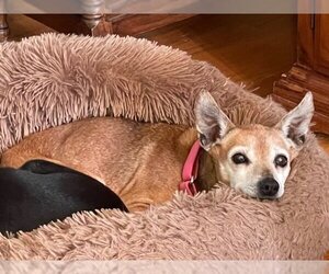 Chipin Dogs for adoption in Arlington, VA, USA