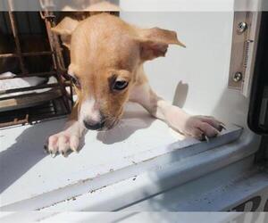 Staffordshire Bull Terrier-Unknown Mix Dogs for adoption in Houston, TX, USA