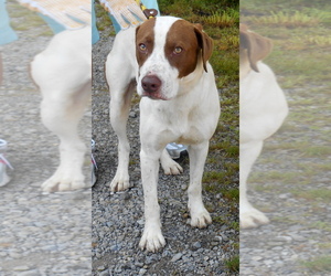 Pointer-Unknown Mix Dogs for adoption in Dickson, TN, USA