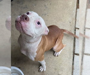 American Bulldog-Unknown Mix Dogs for adoption in Tallahassee, FL, USA
