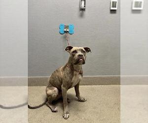 American Bulldog-Unknown Mix Dogs for adoption in Las Vegas, NV, USA