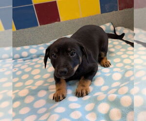 Australian Kelpie-Unknown Mix Dogs for adoption in Plano, TX, USA