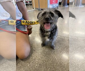 Shih Tzu-Unknown Mix Dogs for adoption in Victorville, CA, USA