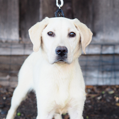 Labrador Retriever Dogs for adoption in Palo Alto, CA, USA
