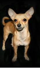 Medium Photo #1 Chihuahua-Unknown Mix Puppy For Sale in Pawtucket, RI, USA