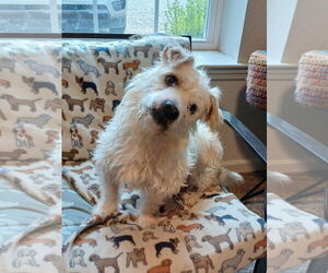 Mutt Dogs for adoption in Eastman, GA, USA