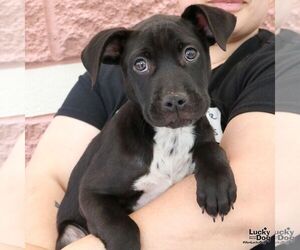 Labrador Retriever-Unknown Mix Dogs for adoption in Washington, DC, USA