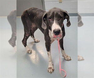 Great Dane Dogs for adoption in St. Cloud, FL, USA