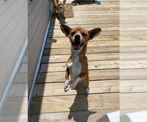 Chihuahua-Unknown Mix Dogs for adoption in Candler, NC, USA