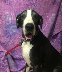 Great Dane Dogs for adoption in Chester, IL, USA