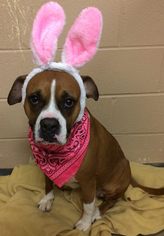 Boxer-Unknown Mix Dogs for adoption in Loudon, TN, USA