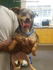 Chiweenie Dogs for adoption in Salisbury, NC, USA