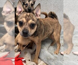 French Bulldog-Unknown Mix Dogs for adoption in Tracy, CA, USA
