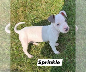 American Pit Bull Terrier-Unknown Mix Dogs for adoption in Marine City, MI, USA