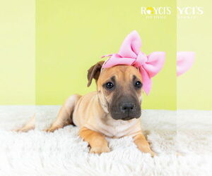 Mutt Dogs for adoption in Sandy, UT, USA