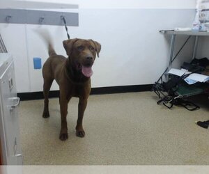 Labrador Retriever Dogs for adoption in Palmer, AK, USA
