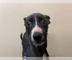 American Pit Bull Terrier Dogs for adoption in Orange, CA, USA