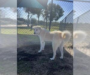 Great Pyrenees-Unknown Mix Dogs for adoption in Pasadena, TX, USA
