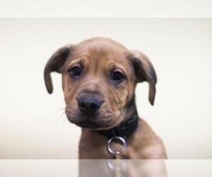 Boxador Dogs for adoption in Mountain Home, AR, USA