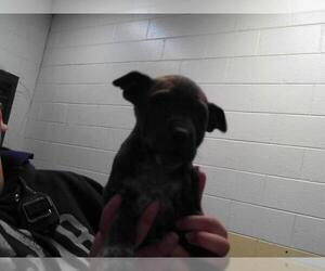 American Pit Bull Terrier-Unknown Mix Dogs for adoption in Tulsa, OK, USA