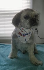 Lhasa Apso Dogs for adoption in Saugatuck, MI, USA