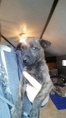 Medium Photo #1 Bulldog-Labrador Retriever Mix Puppy For Sale in SHERBURNE, NY, USA
