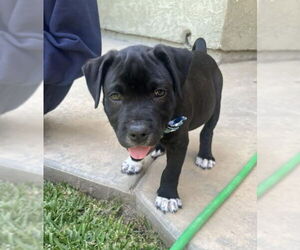 American Pit Bull Terrier-Labrador Retriever Mix Dogs for adoption in San Diego, CA, USA