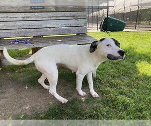 American Pit Bull Terrier-Unknown Mix Dogs for adoption in Tulsa, OK, USA