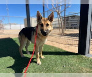 German Shepherd Dog Dogs for adoption in HESPERIA, CA, USA