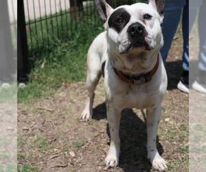American Staffordshire Terrier-Unknown Mix Dogs for adoption in San Antonio, TX, USA