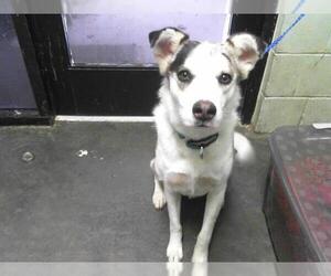 Catahoula Leopard Dog-German Shepherd Dog Mix Dogs for adoption in Tulsa, OK, USA