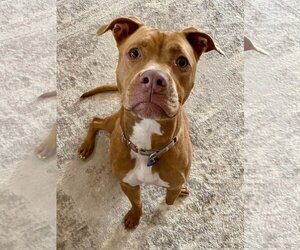 American Bulldog Dogs for adoption in Roswell, GA, USA
