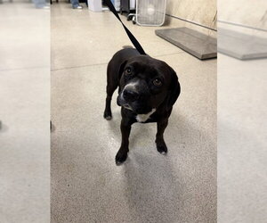 Mutt Dogs for adoption in Riverside, CA, USA