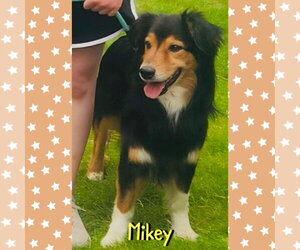 Australian Shepherd-Unknown Mix Dogs for adoption in Red Lodge, MT, USA
