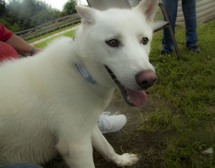 German Shepherd Dog-Siberian Husky Mix Dogs for adoption in Harvard, IL, USA