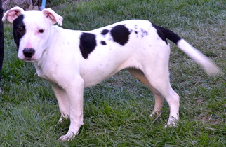 Medium Photo #1 Bull Terrier Puppy For Sale in Simi Valley, CA, USA
