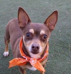 Chihuahua Dogs for adoption in Las Vegas, NV, USA