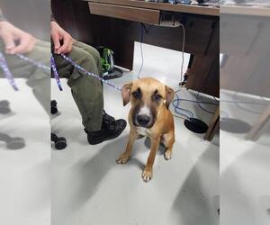 German Shepherd Dog-Unknown Mix Dogs for adoption in Temple, TX, USA