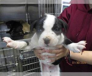 American Pit Bull Terrier-Unknown Mix Dogs for adoption in Oklahoma City, OK, USA