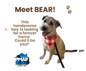 Unknown-Wheaten Terrier Mix Dogs for adoption in Binghamton, NY, USA