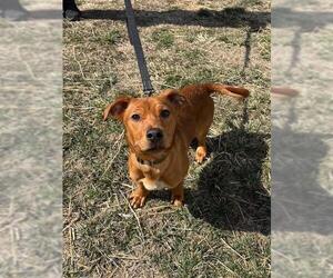 Labrador Retriever-Unknown Mix Dogs for adoption in Waterford, VA, USA