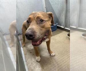 American Pit Bull Terrier Dogs for adoption in HESPERIA, CA, USA