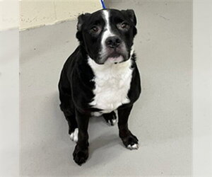 Mutt Dogs for adoption in Sanford, FL, USA