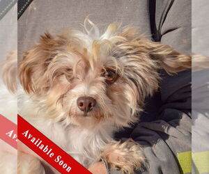 Mutt Dogs for adoption in Huntley, IL, USA