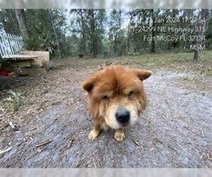Chow Chow Dogs for adoption in Ocala, FL, USA